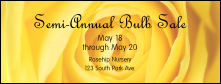 Yellow Rose Facebook Cover