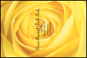Yellow Rose Pinterest Post