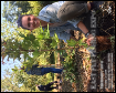 TU Volunteer Tree Planting Event Image