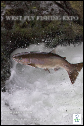 TU Steelhead Trout Pinterest Post