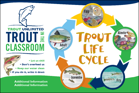 TIC Classroom 4x6 Sticker (customizable logo)